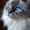Blue Eyes Ragdoll, variant on Ragdoll Cat Canvas Print, Feline Wall Art for Living Room Bedroom Home Office Cafe Studio Home Decor