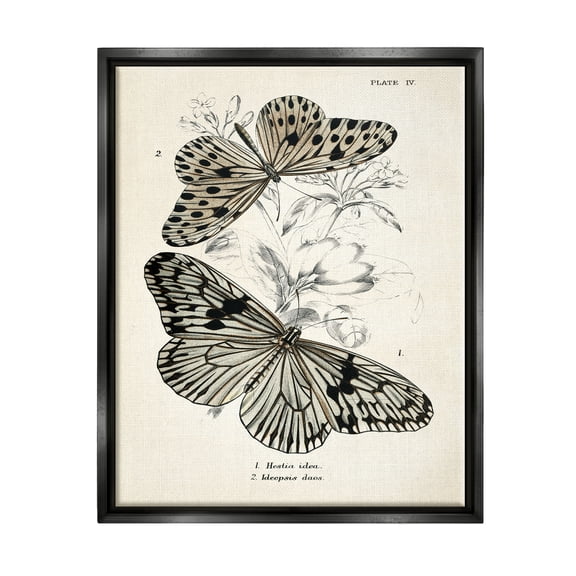 Stupell Industries Butterfly & Herb Studies Animals & Insects Painting Black Floater Framed Art Print Wall Art, 17 x 21