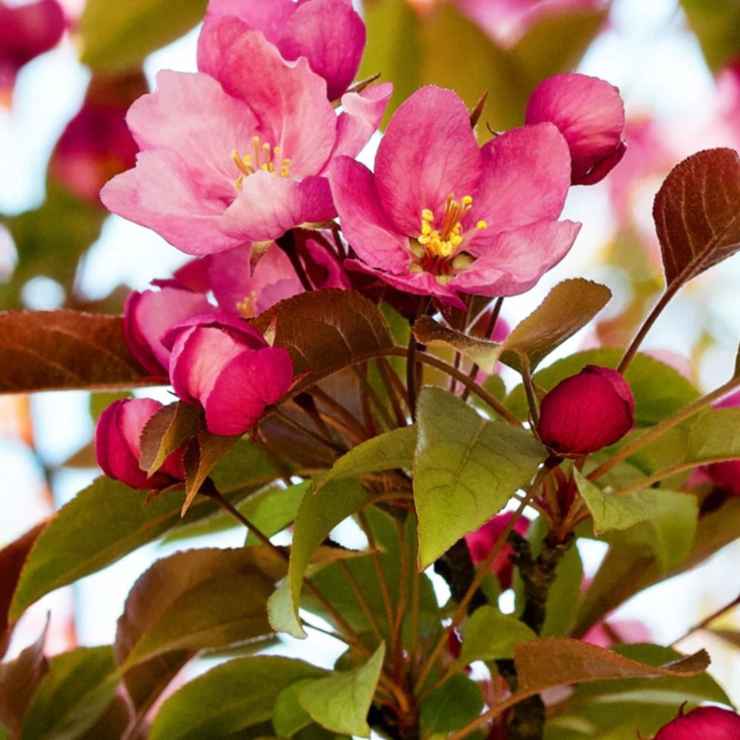 Expert Gardener 3-4 ft tall Robinson Crabapple Live Tree in 7-Gallon Grower Pot