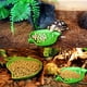 thumbnail image 2 of 2 cuencos Comida para reptiles Bebedero para reptiles Pequeños reptiles, lagartijas, arañas, escorpiones (verde), 2 of 5