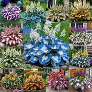 Hosta Bulbs Planting Bulbs Ornamental Garden Perennial Hard-Resistant Seedless Non-Artificial Herbs Home Decoration Attractive Experience
