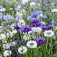 thumbnail image 5 of Cornflower Centaurea Cyanus Fantastic Mix AKA Bachelor's Button Flower Seeds - 500 Seeds, 5 of 5