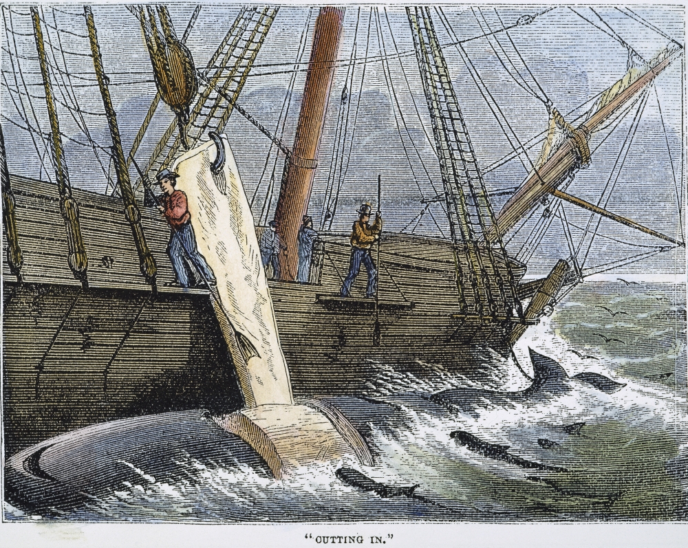 Stripping Whale Blubber. /N'Cutting In.' Stripping The Blubber From A