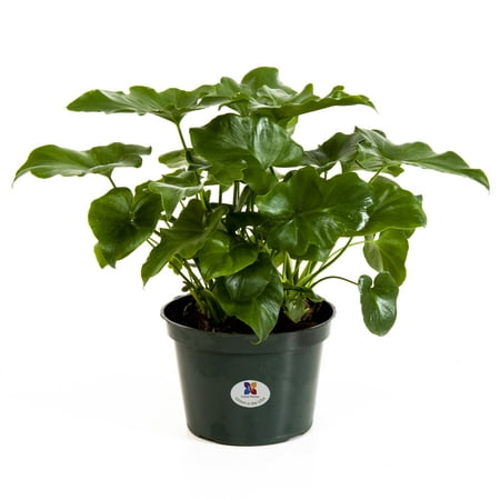 United Nursery Philodendron Selloum Tree Philodendron Indoor Live Outdoor Indoor House Plant 
