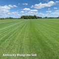 thumbnail image 4 of Jonathan Green Blue Panther Kentucky Bluegrass Grass Seed - Cool Season - 3 lbs, 4 of 7