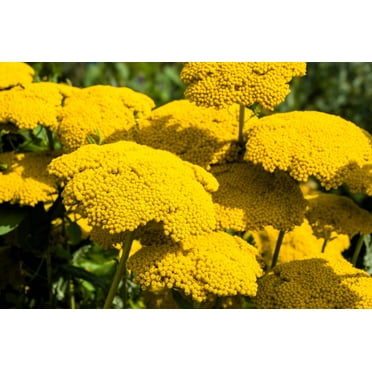 Seedville Gold Yarrow 250 Achillea Millefolium Flower Seeds