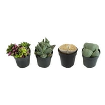 Altman Plants Pet Friendly Lithops Live Plants 4-Pack - Unique Succulents - Full Sun - 2.5-Inch Pots