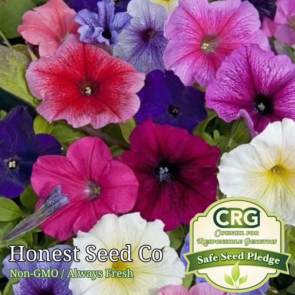 2500+ Dwarf Petunia Seeds MIX Colors | Non-GMO | Fresh Flower Garden ...