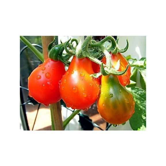 Tomato Red Pear Great Heirloom Garden Vegetable by Seed Kingdom Bulk 1 OZ Seeds