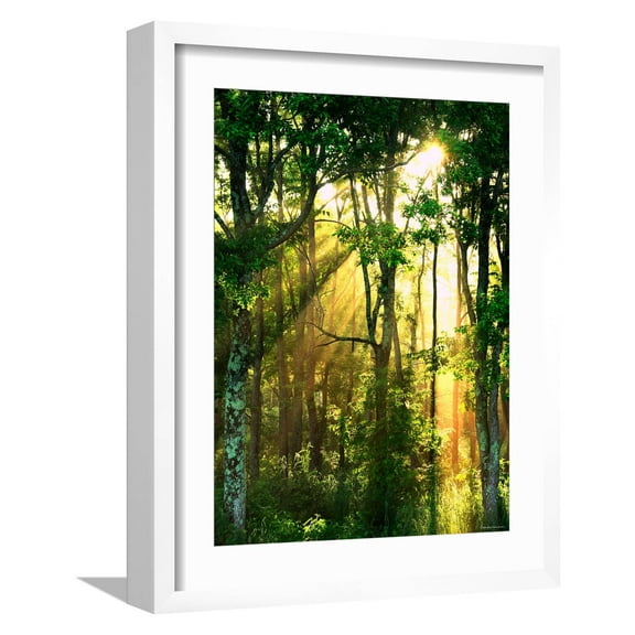 Art.com Sunbeams Through the Trees Photographic Print, White Frame Wall Art, 17" x 21"