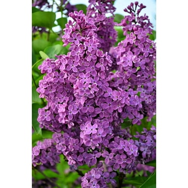 25 FRENCH / Old FASHIONED LILAC Syringa Vulgaris Flower Shrub Bush Seeds