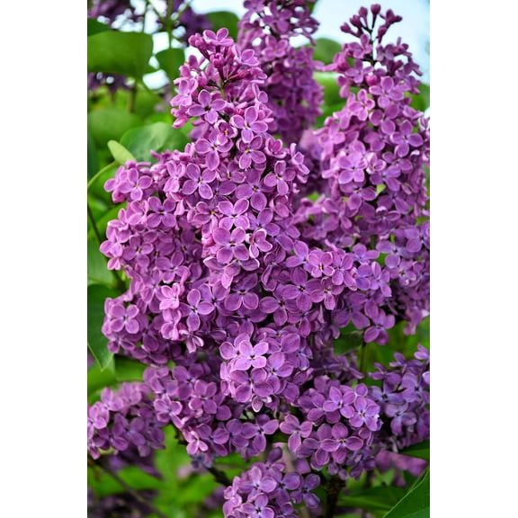 25 FRENCH / Old FASHIONED LILAC Syringa Vulgaris Flower Shrub Bush Seeds