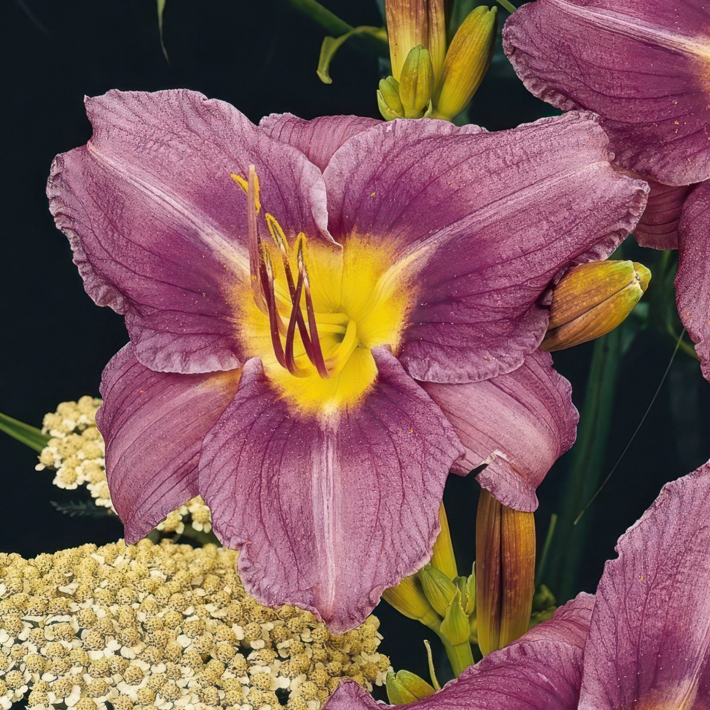 National Plant Network Bare Root Daylily Little Grapette Perennial Plant (10-Pack)