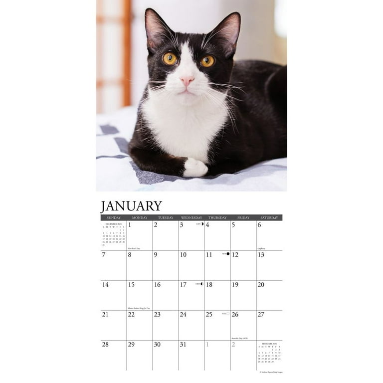 Just Tuxedo Cats 2024 12 X 12 Wall Calendar (Calendar) - Walmart.com