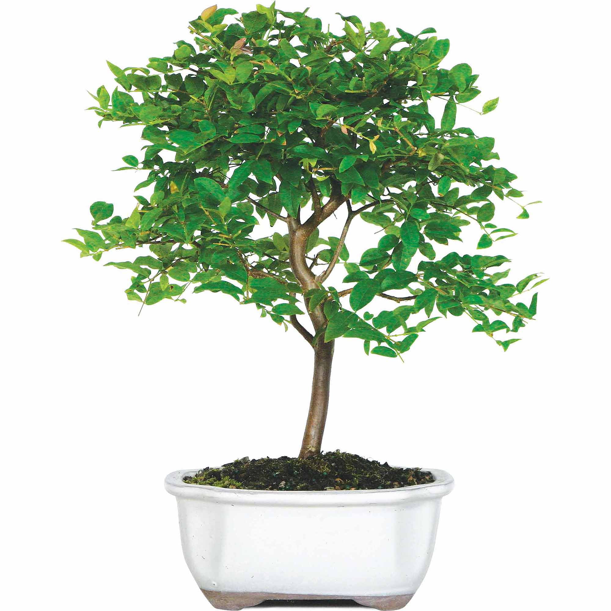 Brussel's Jaboticaba Bonsai Large (Indoor) by Brussel's Bonsai