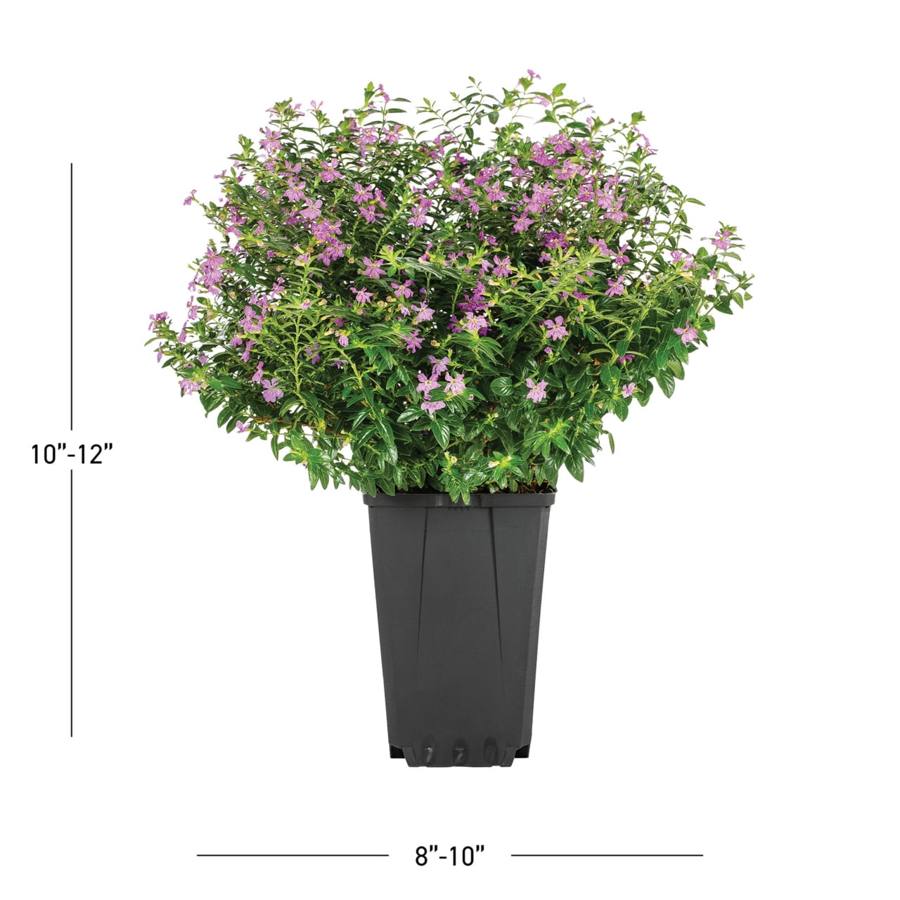 Better Homes & Gardens 1.5PT Purple Heather Live Annual Plant Sun 5-Pack