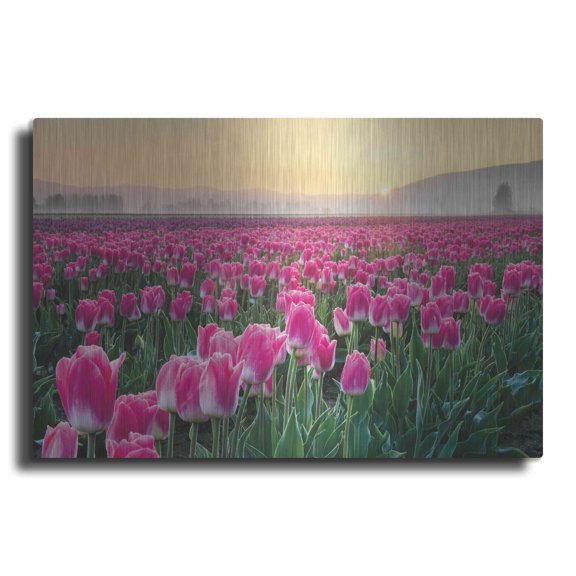 Luxe Metal Art 'Skagit Valley Tulips I' by Alan Majchrowicz, Metal Wall Art, 16"x12"