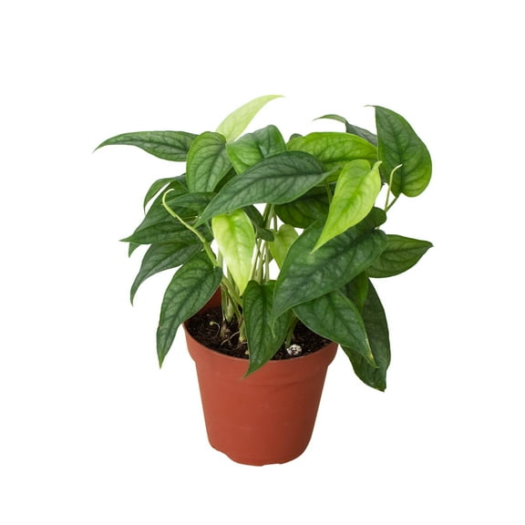 Monstera 'Siltepecana', 4" Pot, Indoor Houseplant, Easy Care, Live Plant for Indoor & Outdoor