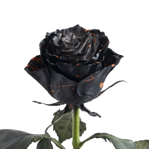 Painted Buffy Confetti Roses - 50 cm - Fresh Cut Flowers - 50 Stems - by Bloomingmore