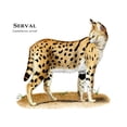 thumbnail image 3 of CafePress - Serval - Greeting Card, Blank Inside Glossy, 3 of 3
