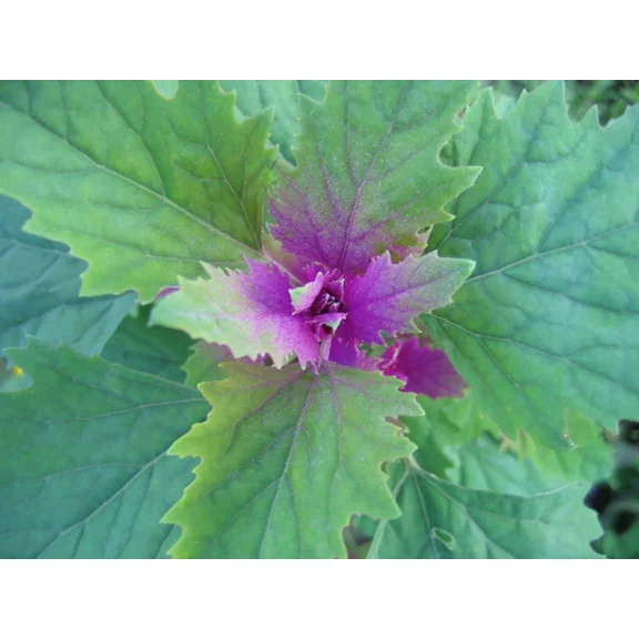 150 Tree Spinach Seeds - Chenopodium giganteum - Giant Goosefoot - Non-GMO