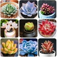 thumbnail image 2 of 100pcs Mix Rare Succulent Seeds for Planting, DIY Bonsai Ornamental Plant, Non-GMO Open Pollinated Seeds Succulent Plant Seeds, 2 of 8
