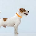 thumbnail image 4 of unbranded 100Ud Para Parto De Cachorros Con Ajuste Para Y, 4 of 8