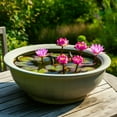 thumbnail image 2 of Bonsai Bowl Lily Pad Plant, Not Seeds, Healthy Rootstock of Water Lily Pad (1 Plant), 2 of 3