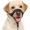 Black, variant on BARKLESS Soft Dog Head Collar, Patented Padded No Pull Head Halter, Training Nose Leash with Safety Link for Medium Large Dogs, Adjustable Muzzle Leash, Easy Control for Walking(Black, M)