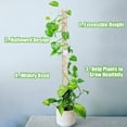 thumbnail image 5 of Washranp  Stackable Clear Moss Pole,Plastic Climbing Plants Poles Plant Accessories Support Stakes for Garden, 5 of 7
