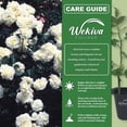 thumbnail image 4 of Prosperity Rose Bush - 4 Live Starter Plants in 2 Inch Growers Pots - Beautifully Fragrant Hybrid Tea Rose - A Versatile Beauty with Large Blooms, 4 of 6