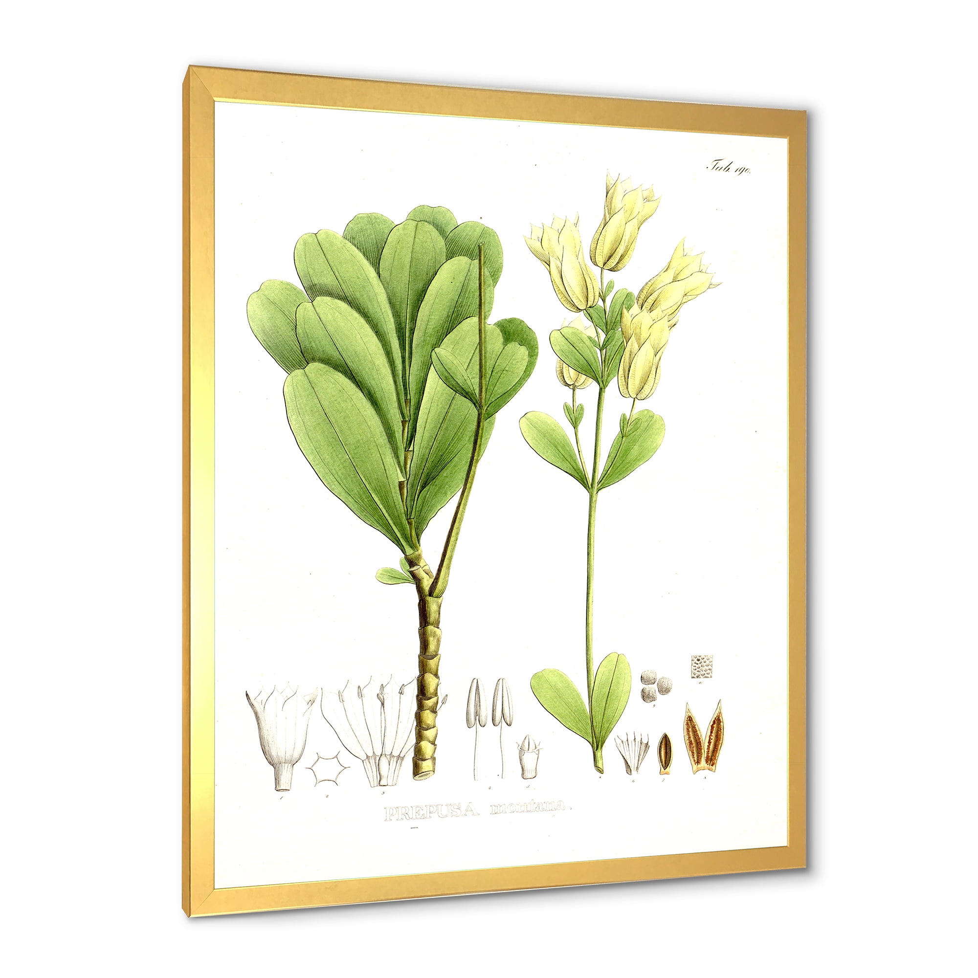 Designart 'Ancient Brazilian Plant III' Traditional Framed Art Print