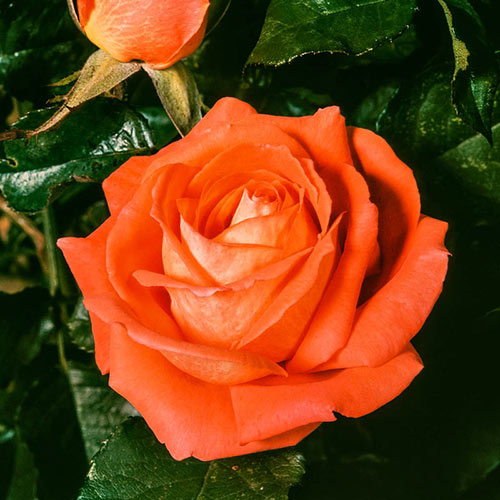 Rose flower seeds, Tropicana Hybrid Tea Rose, garden beautiful Rose