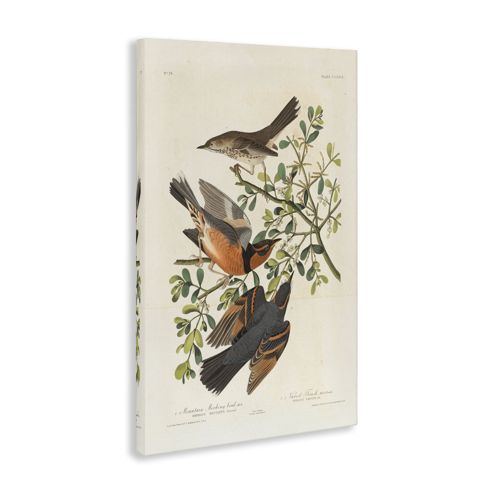 Stupell Industries Classic Audubon Bird Study Animals Painting Wrapped Canvas Art Print Wall Art, 20 x 30