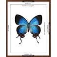 thumbnail image 3 of Crowned Hairstreak Butterfly, Animals Scenic World Culture Framed Art Print Wall Art by Lawrence Lawry Sold by Art.Com, 3 of 6
