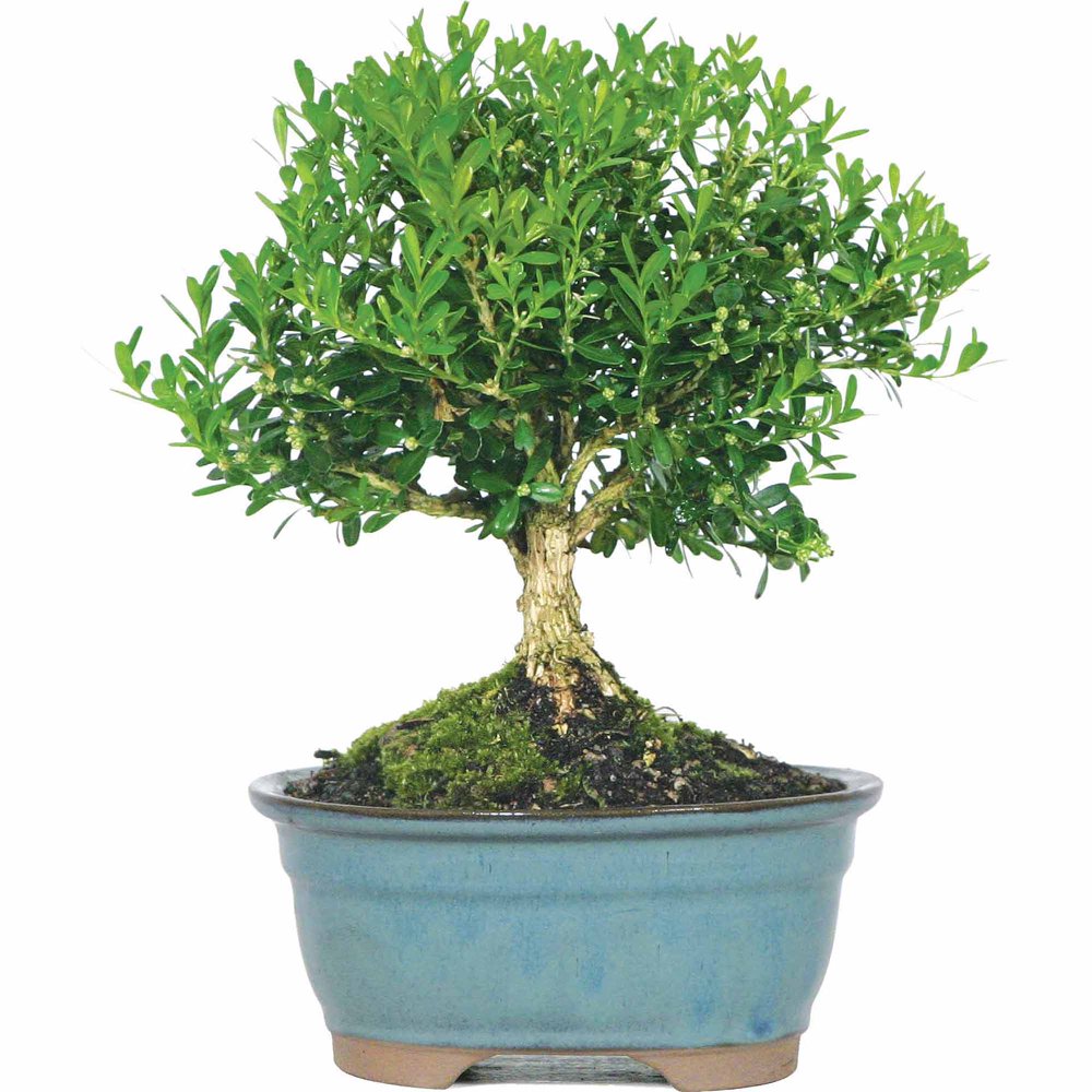 Brussel's Harland Boxwood Bonsai Small (Outdoor)