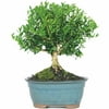Brussel's Harland Boxwood Bonsai - Small - (Outdoor)