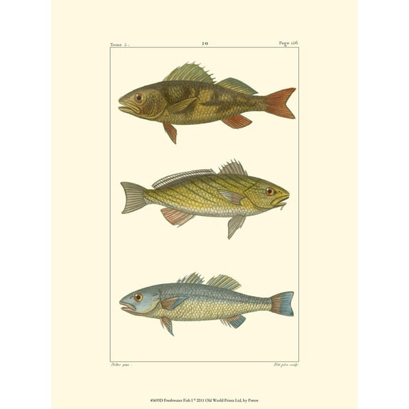 Art.com Freshwater Fish I Art Print, 12" x 16"