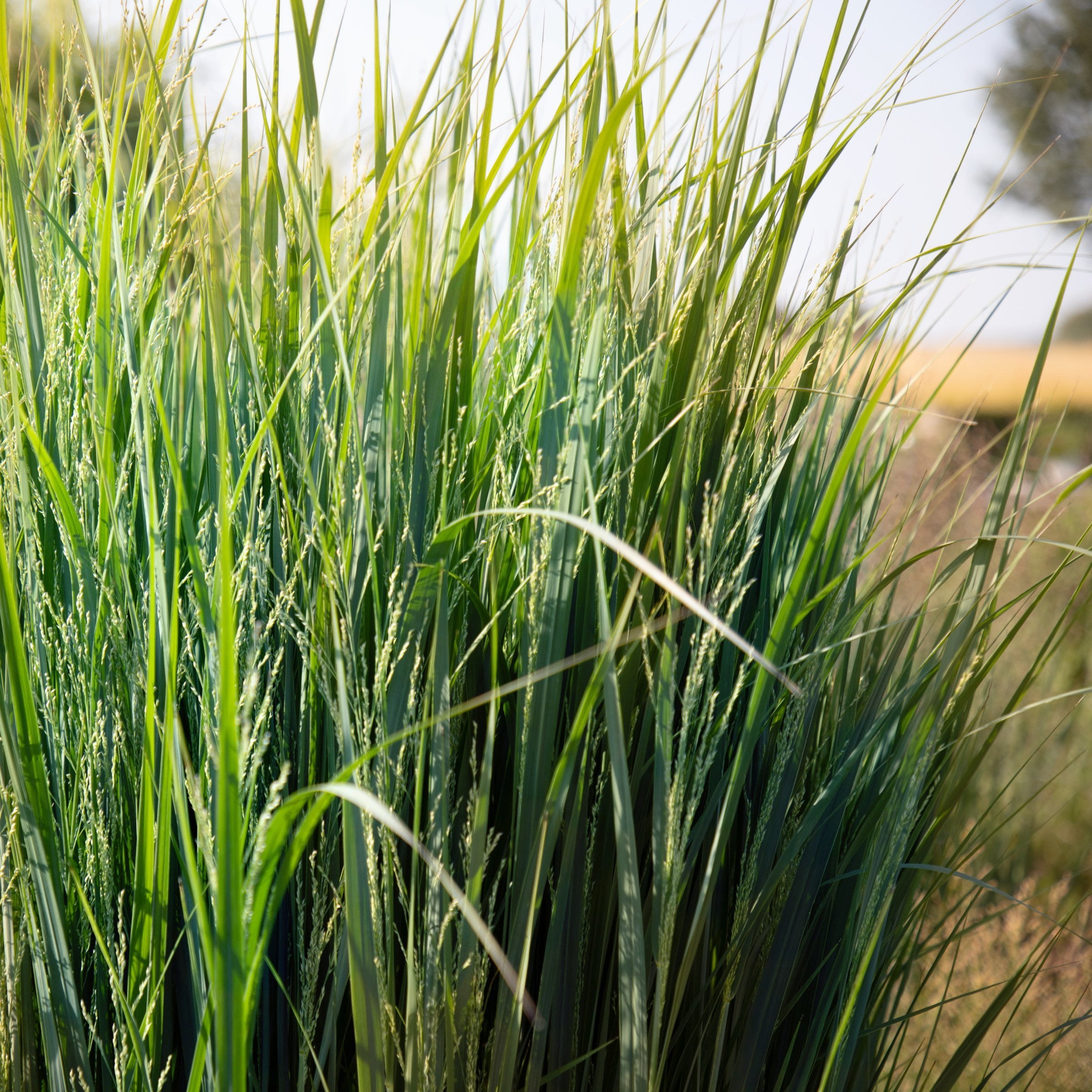 National Plant Network 4 in. Panicum Heavy Metal Grass (3-Pack)