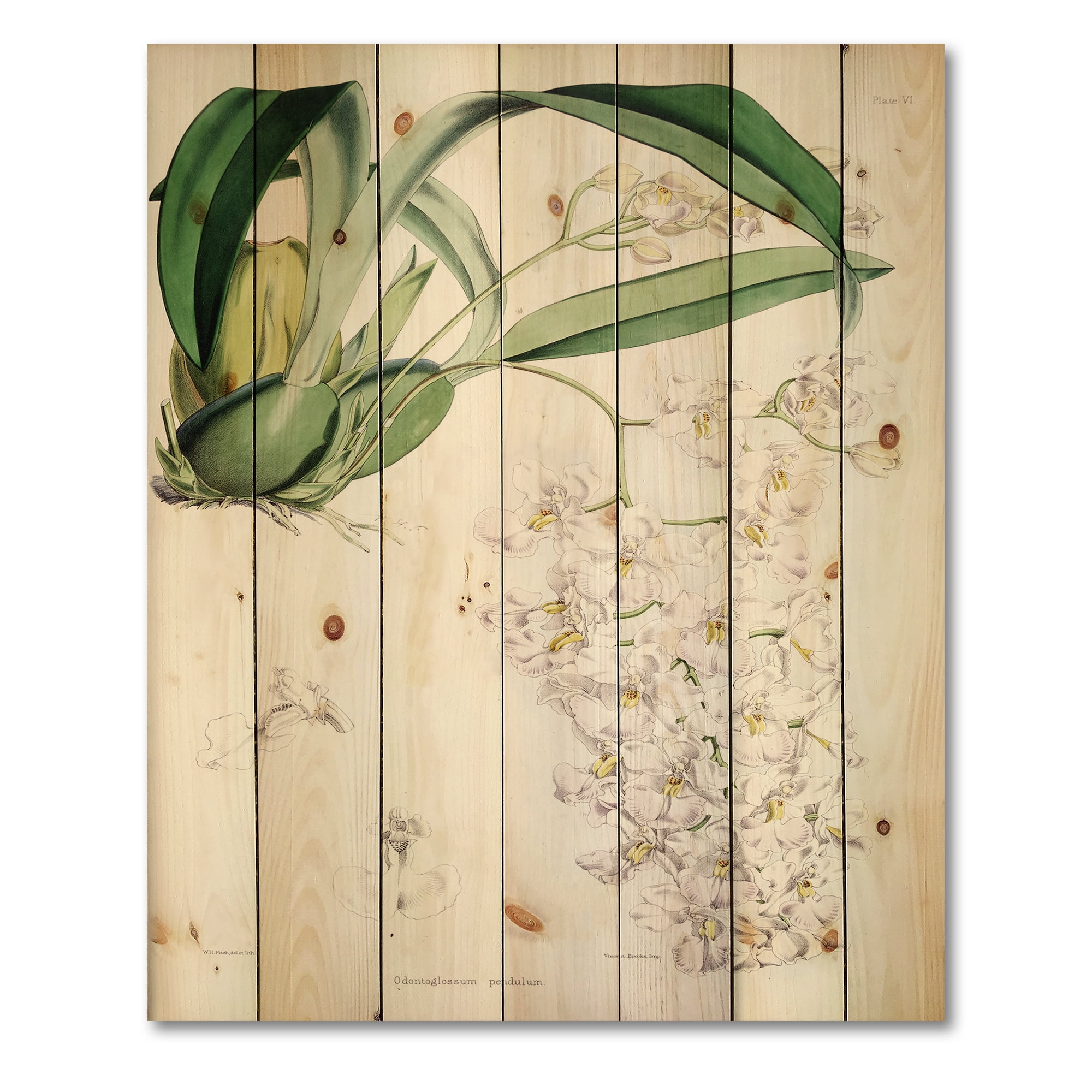 Designart 'Ancient White Orchid II' Traditional Print on Natural Pine Wood