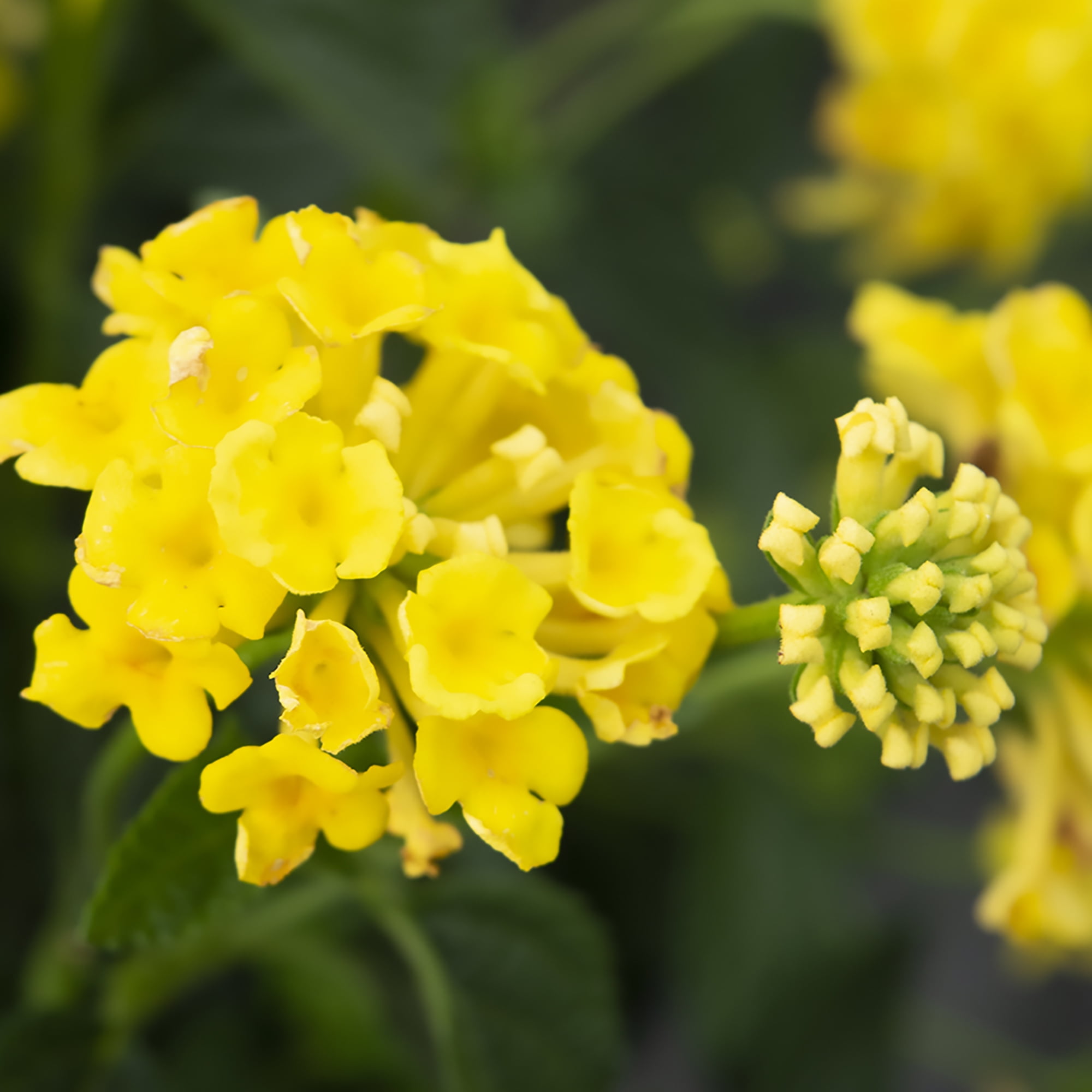 Expert Gardener Gold Lantana Live Plant, 2.5 QT Grow Pot, Direct Sun, Flowering Plant