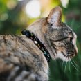 thumbnail image 2 of Buckle-Down Breakaway Cat Collar With Bell, Plastic Clip, Easy Adjustable, Insects Scattered Close Up Black, 8.5 to 12 Inches 0.5 Inch Wide, 2 of 4