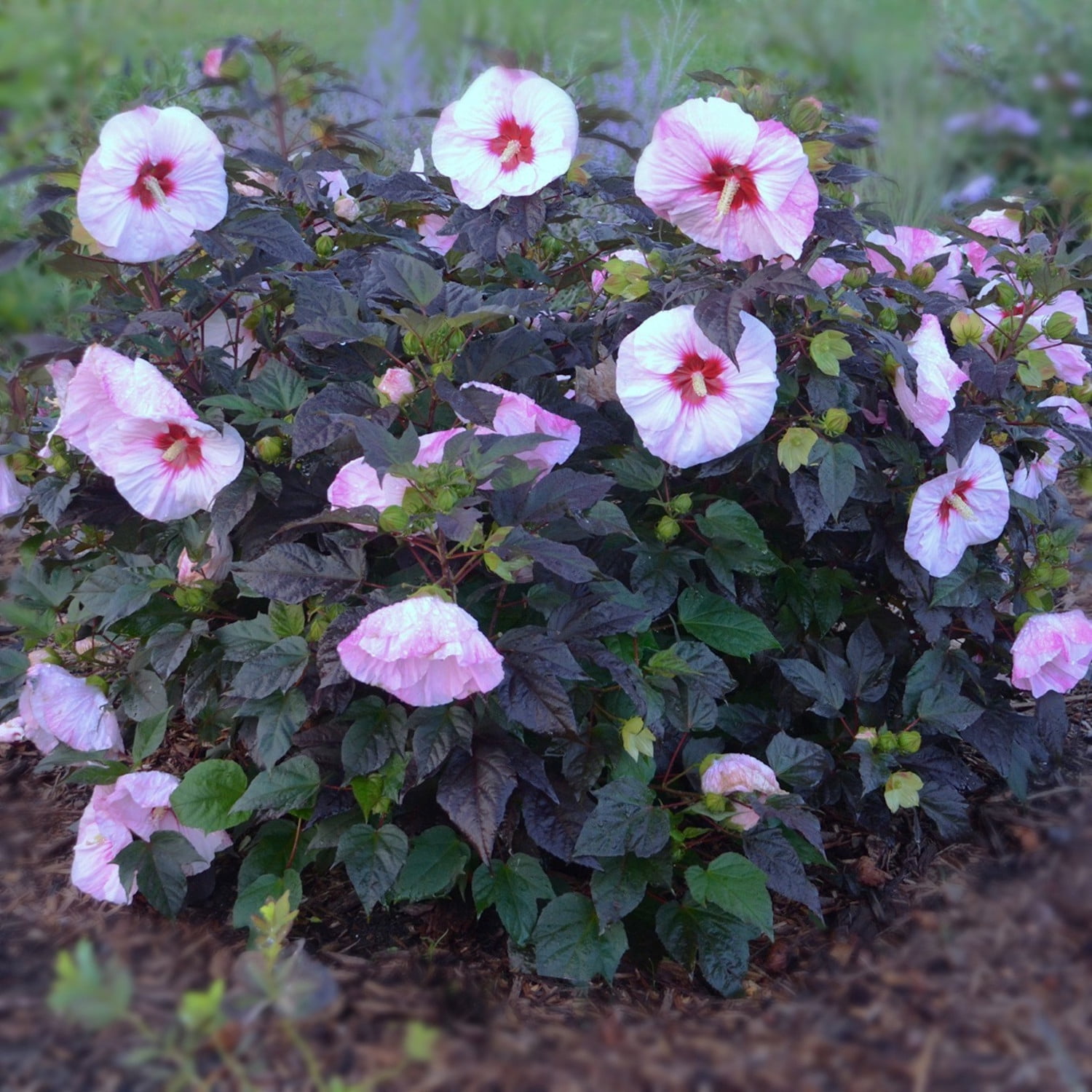 Proven Winners 18" White Summerific 'Perfect Storm' Rose Mallow Live Plant in 8.88" Pot