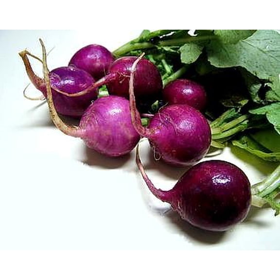 Rare Purple Plum Radish - 50 Seeds