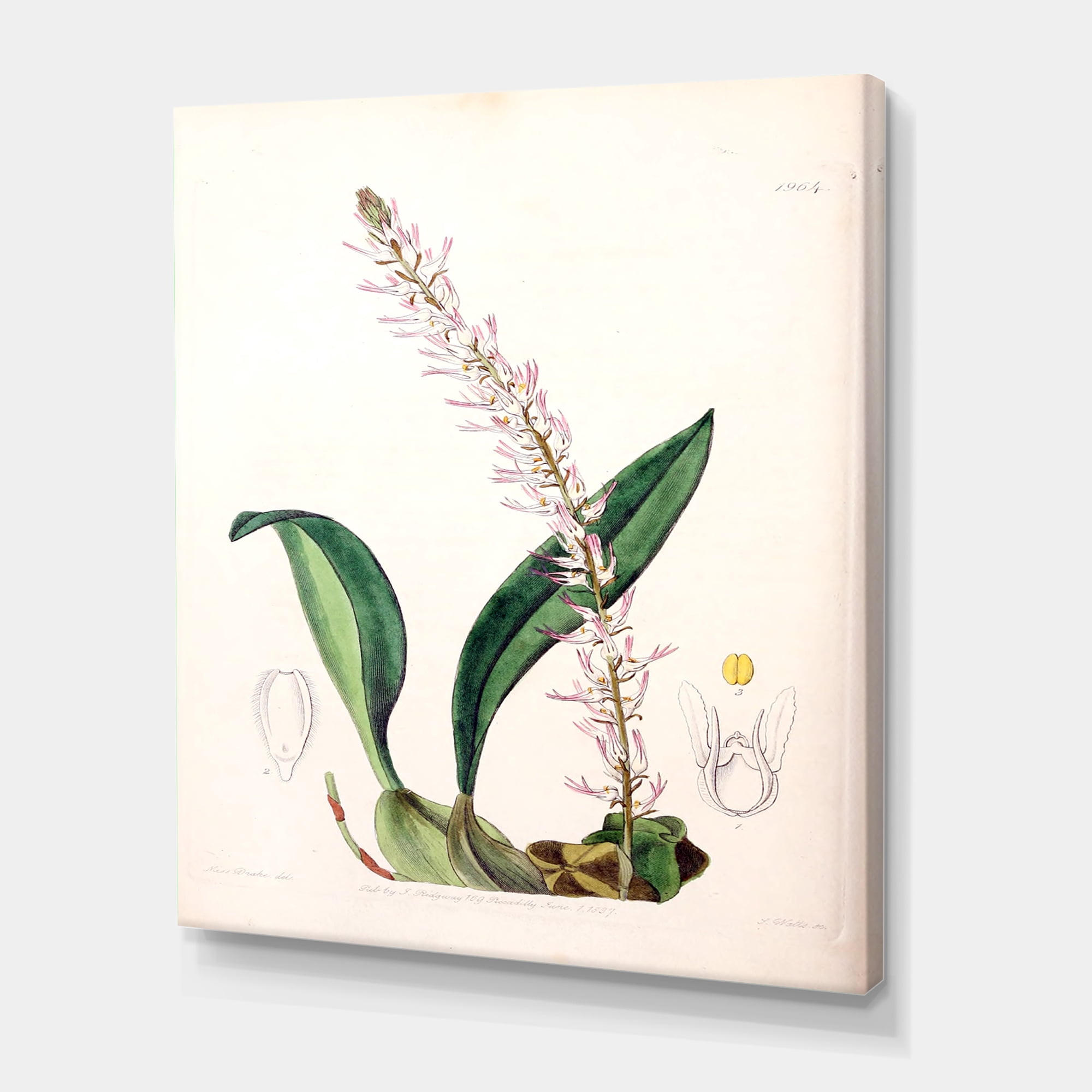 Designart ' Ancient London Plants V ' Traditional Canvas Wall Art Print