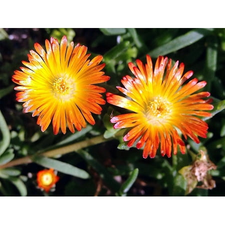Orange Wonder Ice Plant - Perennial - Delosperma - Live Plant - Quart