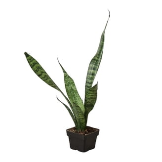 Black Dragon Snake Plant - Sansevieria - 6" Pot Collector's Series -  Walmart.com