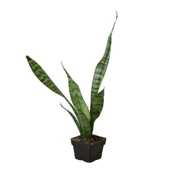 Snake Plant 'Zeylanica', 3" Pot, Indoor Houseplant, Easy Care, Live Plant for Indoor & Outdoor