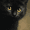 Black Cat, variant on UXIEQU Tropical Beach Sunset Canvas Print 15.75x11.81 Inches