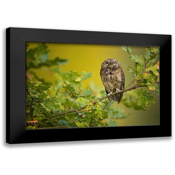 Zygmunt, Milan 18x13 Black Modern Framed Museum Art Print Titled - Eurasian Scops Owl
